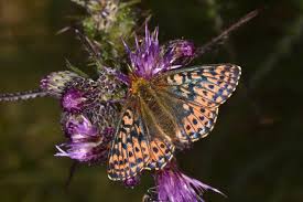 Attēlu rezultāti vaicājumam “Boloria aquilonaris underside”