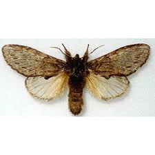 Attēlu rezultāti vaicājumam “Peridea anceps”