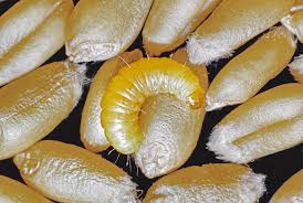 Attēlu rezultāti vaicājumam “Plodia interpunctella”