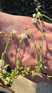 Attēlu rezultāti vaicājumam “Cerastium arvense flower”