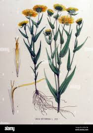 Attēlu rezultāti vaicājumam “Inula britannica”