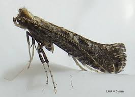 Attēlu rezultāti vaicājumam “Parornix anglicella”