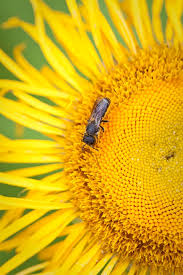 Attēlu rezultāti vaicājumam “Telekia speciosa bud”