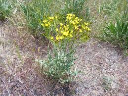 Attēlu rezultāti vaicājumam “Crepis tectorum fruit”
