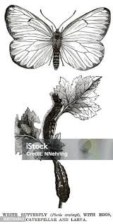 Attēlu rezultāti vaicājumam “Aporia crataegi larva”