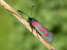 Attēlu rezultāti vaicājumam “Zygaena viciae”