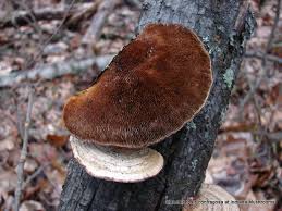 Attēlu rezultāti vaicājumam “Daedaleopsis confragosa”