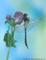 Attēlu rezultāti vaicājumam “Somatochlora flavomaculata”