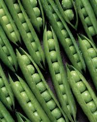 Attēlu rezultāti vaicājumam “Pisum sativum fruit”