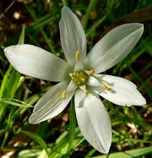 Attēlu rezultāti vaicājumam “Ornithogalum umbellatum”