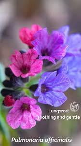 Image result for Pulmonaria officinalis