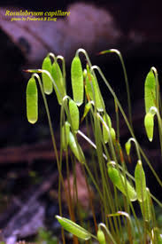 Attēlu rezultāti vaicājumam “Bryum capillare”