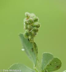 Attēlu rezultāti vaicājumam “Medicago lupulina bud”