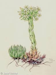 Attēlu rezultāti vaicājumam “Jovibarba globifera fruit”