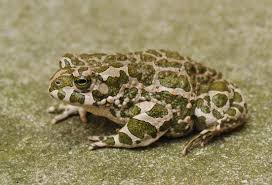 Attēlu rezultāti vaicājumam “Pseudepidalea viridis”