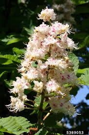 Attēlu rezultāti vaicājumam “Aesculus hippocastanum flower”