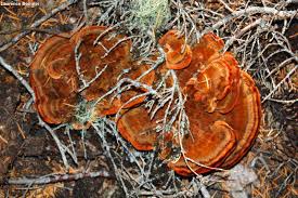 Attēlu rezultāti vaicājumam “Phaeolus schweinitzii”