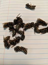 Attēlu rezultāti vaicājumam “Hoplia parvula imago”