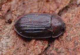 Attēlu rezultāti vaicājumam “Ostoma ferruginea”