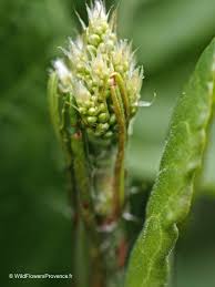 Attēlu rezultāti vaicājumam “Rumex acetosa flower”
