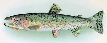 Image result for Oncorhynchus