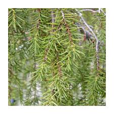 Attēlu rezultāti vaicājumam “Juniperus communis leaf”