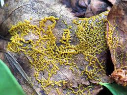 Attēlu rezultāti vaicājumam “Badhamia sp.”