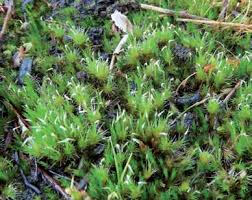 Attēlu rezultāti vaicājumam “Campylopus pyriformis sporophyte”