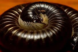 Attēlu rezultāti vaicājumam “Myriapoda”