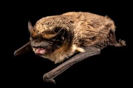 Attēlu rezultāti vaicājumam “Vespertilio murinus”