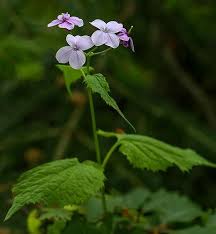 Attēlu rezultāti vaicājumam “Lunaria rediviva”