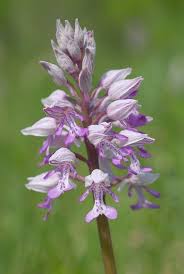 Attēlu rezultāti vaicājumam “Orchis militaris leaf”