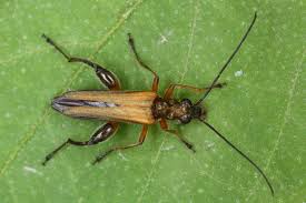 Attēlu rezultāti vaicājumam “Oedemera femorata”