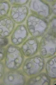 Attēlu rezultāti vaicājumam “Ophiotheca chrysosperma sessile”