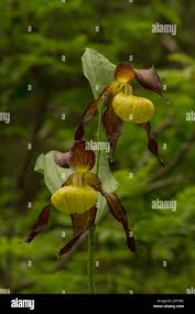 Attēlu rezultāti vaicājumam “Cypripedium calceolus flower”
