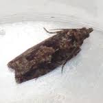 Attēlu rezultāti vaicājumam “Epinotia immundana”