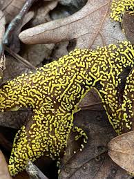 Attēlu rezultāti vaicājumam “Physarum luteolum”