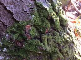 Attēlu rezultāti vaicājumam “Metzgeria furcata”