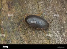 Attēlu rezultāti vaicājumam “Tetratomidae”