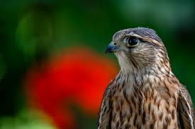 Image result for Falco columbarius