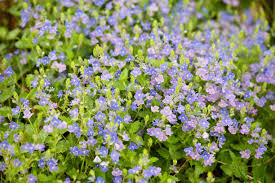 Attēlu rezultāti vaicājumam “Aubrieta deltoidea flower”