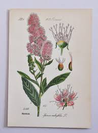 Attēlu rezultāti vaicājumam “Spiraea salicifolia”