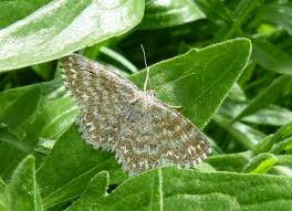 Attēlu rezultāti vaicājumam “Scopula immorata”