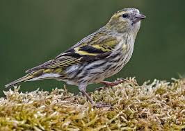 Attēlu rezultāti vaicājumam “Carduelis spinus female”