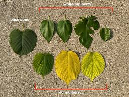 Attēlu rezultāti vaicājumam “Morus alba leaf”