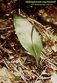 Attēlu rezultāti vaicājumam “Oligonema favogineum sessile”