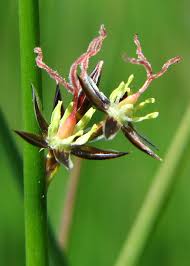 Attēlu rezultāti vaicājumam “Juncus nastanthus”