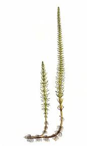 Attēlu rezultāti vaicājumam “Hippuris vulgaris leaf”