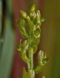 Attēlu rezultāti vaicājumam “Hammarbya paludosa”