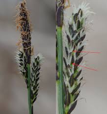 Attēlu rezultāti vaicājumam “Carex cespitosa flower”